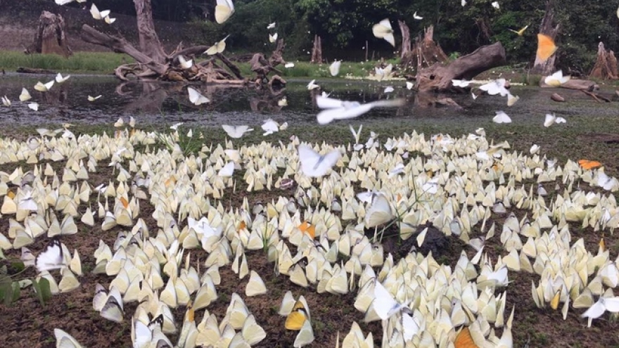 Cuc Phuong forest overshadowed by cabbage white butterflies