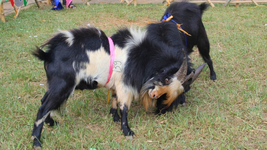 Special goat fighting festival in Mu Cang Chai