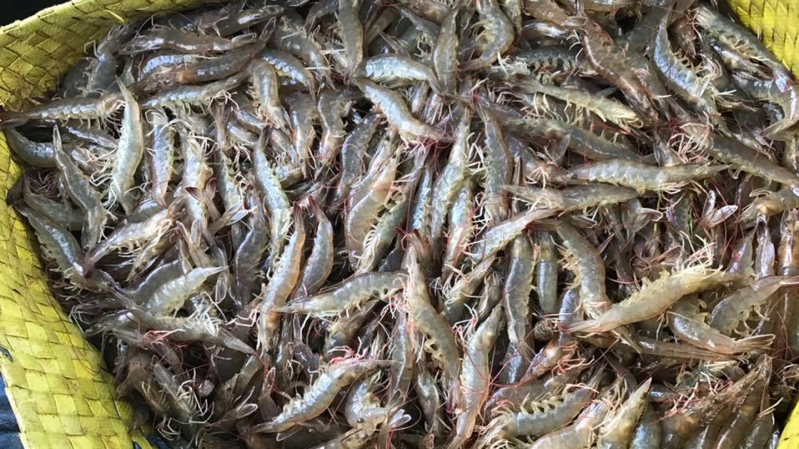 Ca Mau aims for US$1.1 billion shrimp export goal