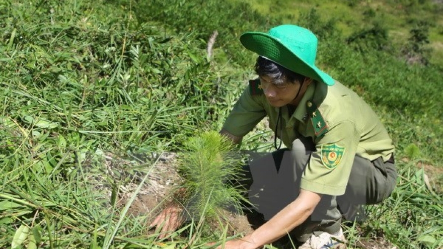 Ca Mau preserves, develops forests