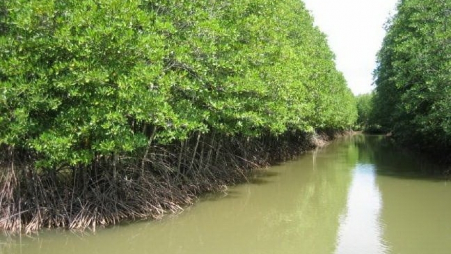 Ca Mau moves to protect coastal forests