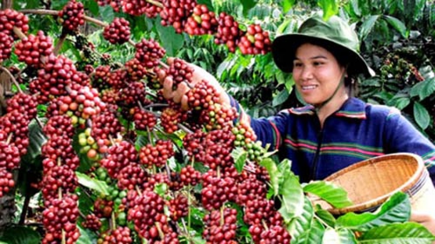 Brazilian rains jolt coffee market, slow Vietnam harvest