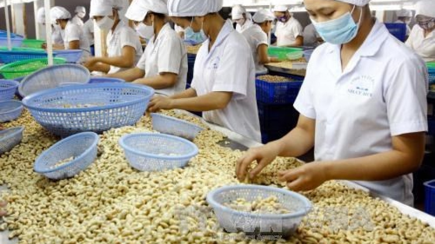 Vietnam, Cambodia to develop cashew farming area