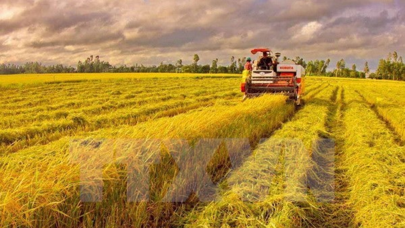 Can Tho city accelerates exports in second half