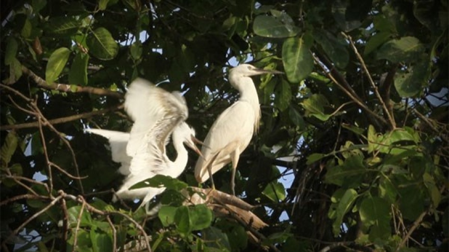 Can Tho seeks to boost tourism at Bang Lang stork garden