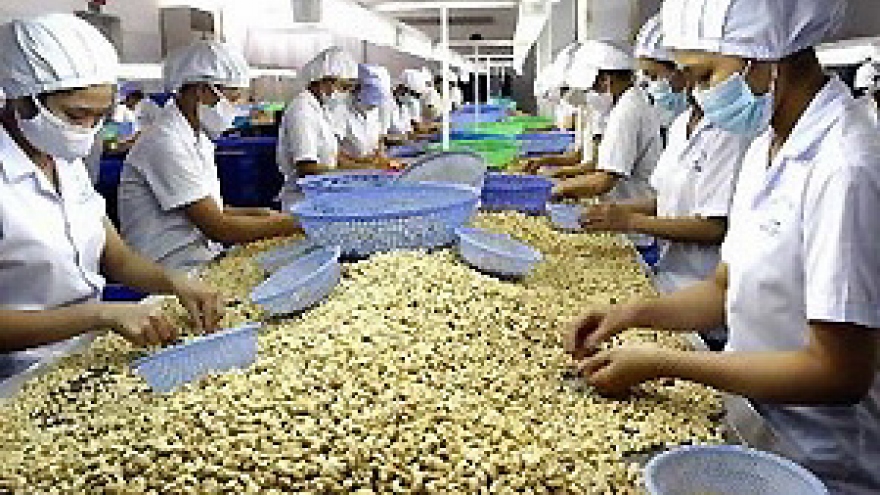 Vietnamese cashew nuts dominate global market