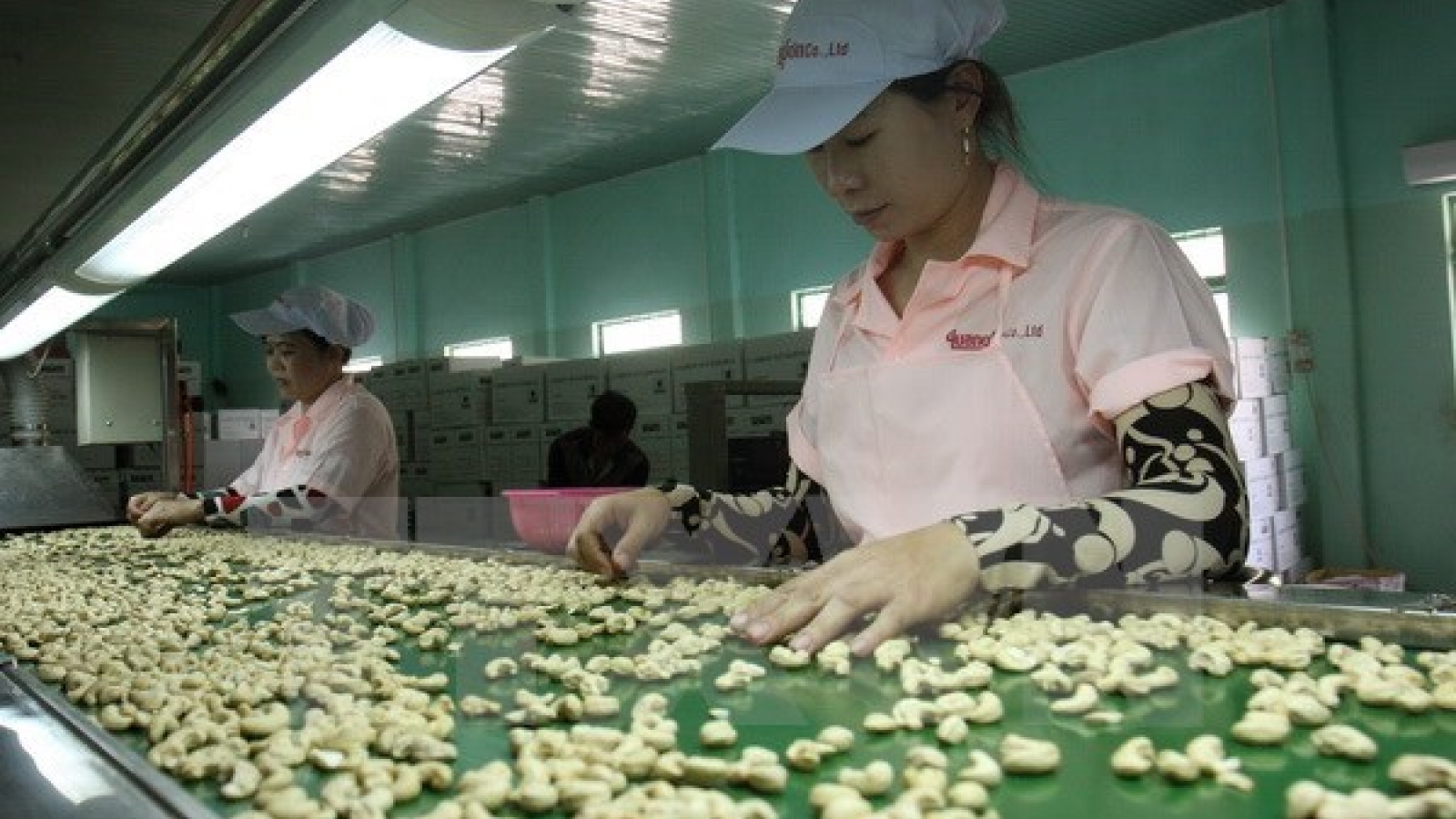 Cashew export falls in first two months