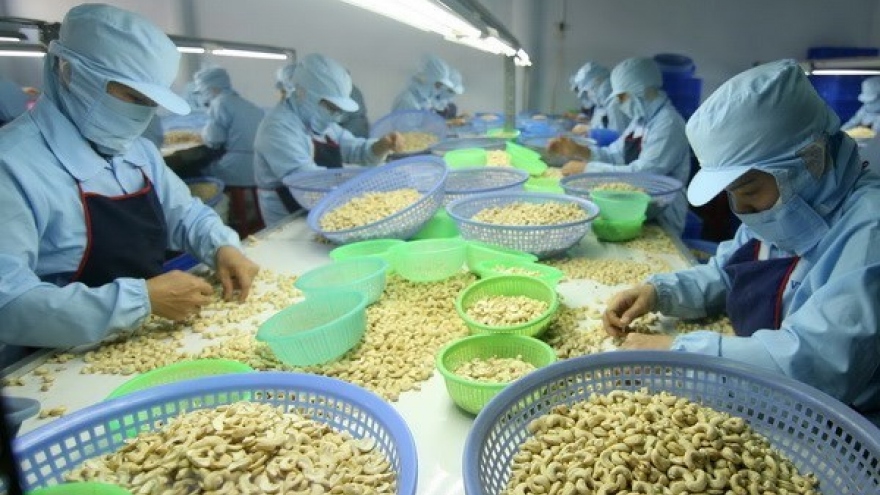 Cashew exports hit over US$1.3 billion in first five months