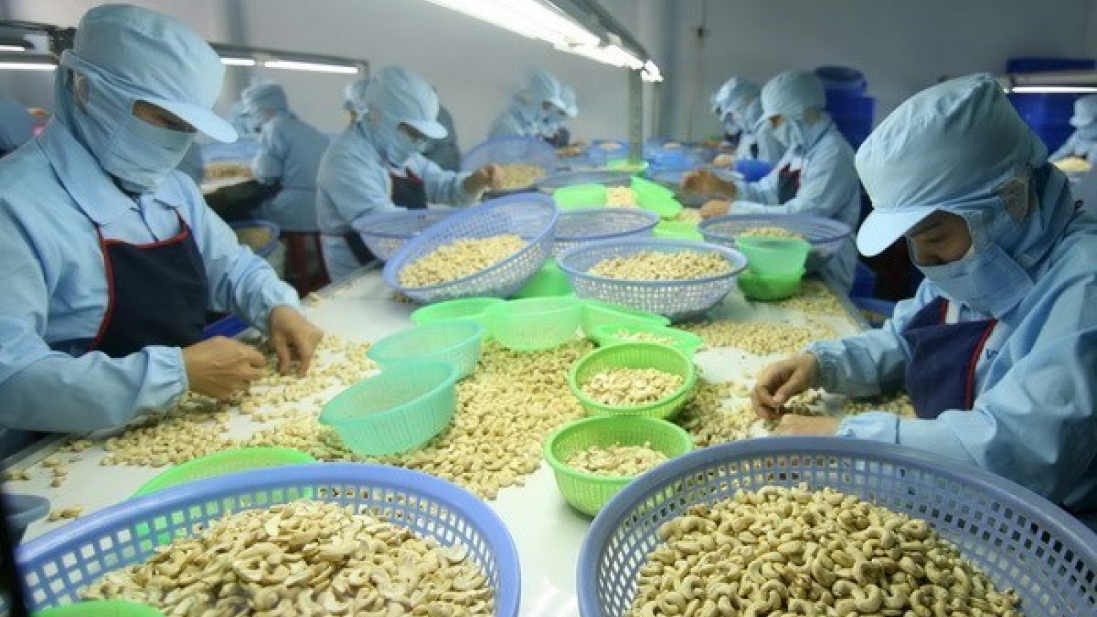 Cashew exports hit over US$1.3 billion in first five months