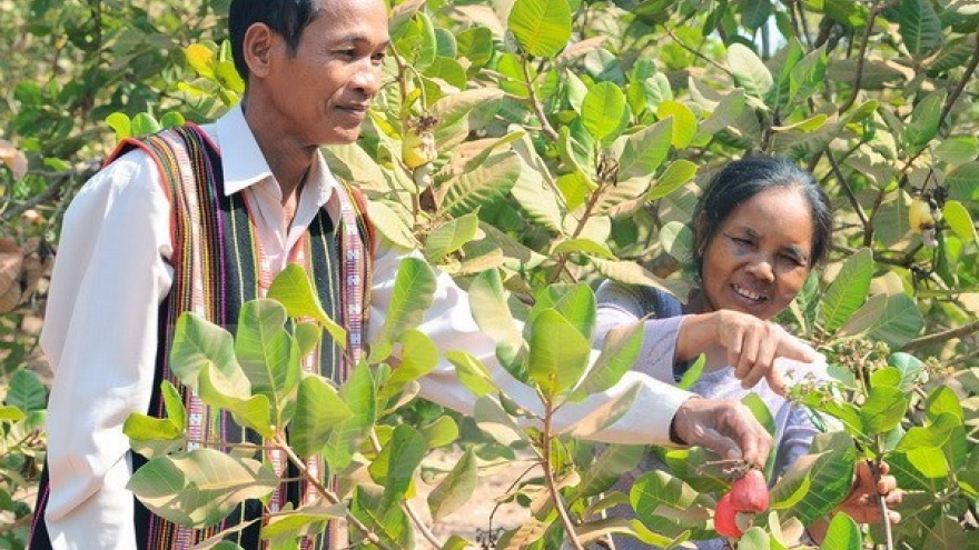 Cashew farming area in Central Highlands shrinks