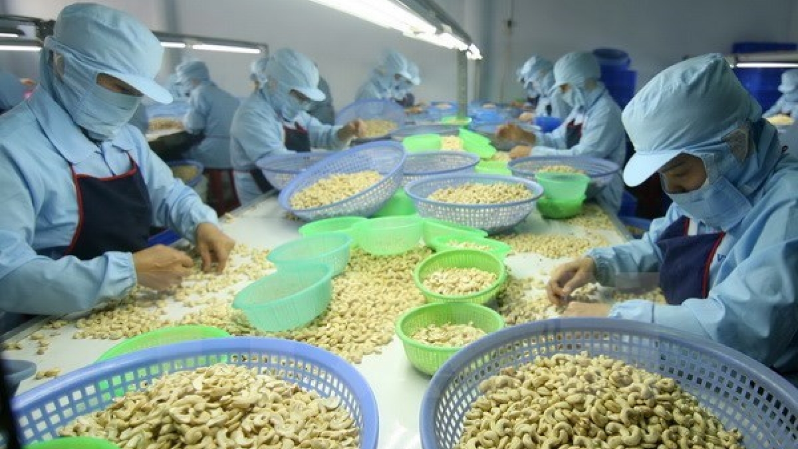 Cashew nut exports expected to exceed US$3 billion