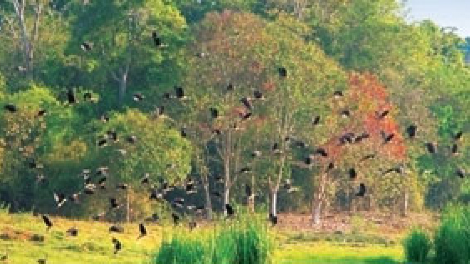 Cat Tien national park develops ecotourism