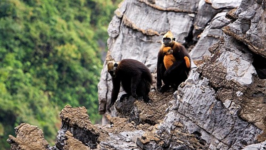 Conservationist concerned for tourism project’s impact on northern Vietnamese archipelago
