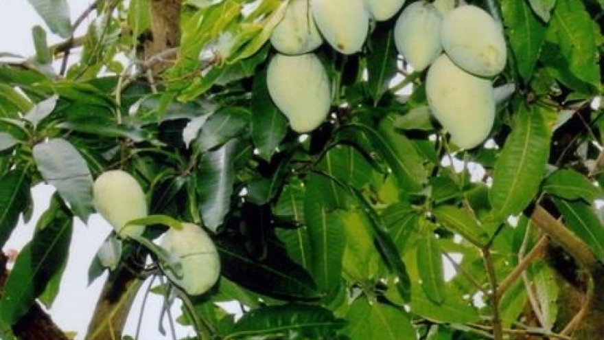Dong Thap develops mango value chain