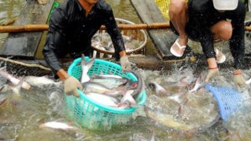 Catfish market in chaos as Chinese traders cease buying oversized fish