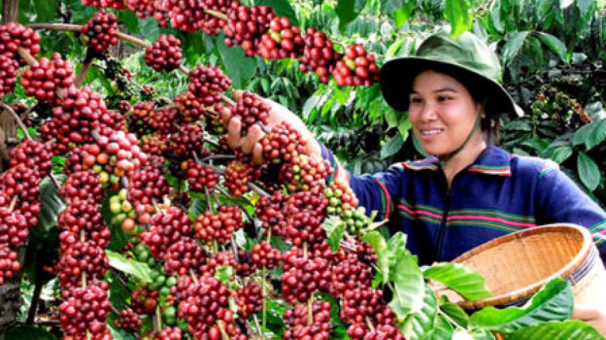 A better future is percolating for Dak Lak coffee