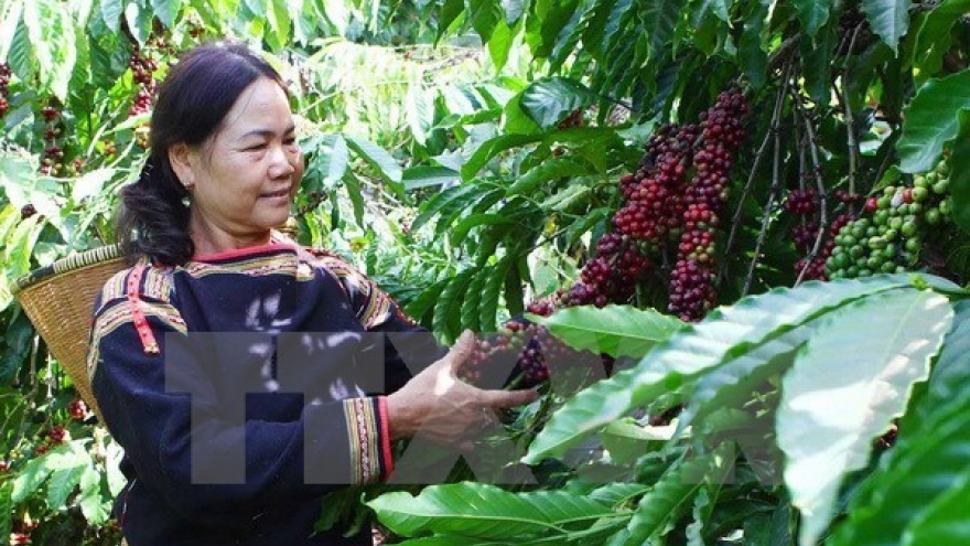 Central Highlands grows despite difficulties