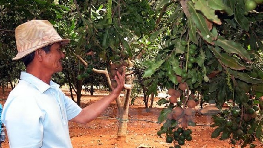Central Highlands urged to ensure macadamia expansion efficiency