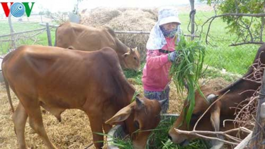 Sustainable livestock farming in Ninh Thuan