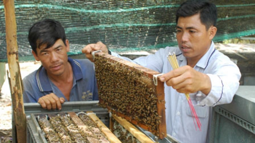 Dong Tap buzzing with honey bee profit