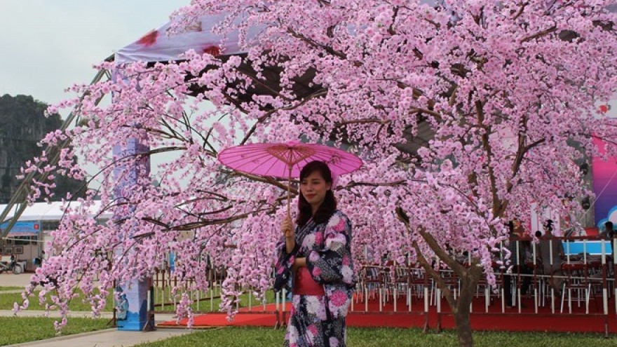 Cherry blossom events come to Vietnam