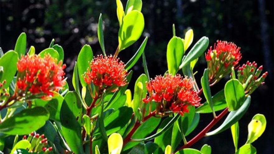 Con Dao national park’s old trees seek national heritage recognition