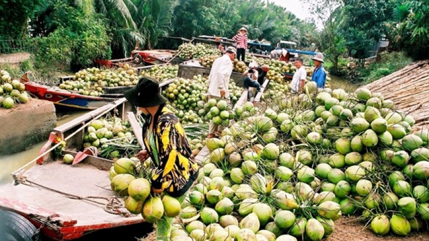 Ben Tre: Coconut growers, firms link up
