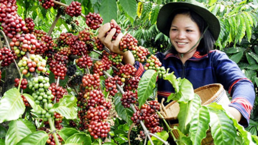 Coffee exports drop sharply