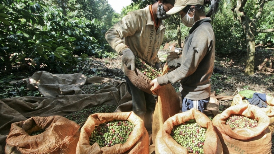  Coffee to be restructured for higher quality production