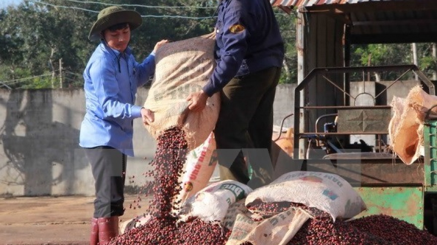 Dak Lak strives to gain global recognition for “Buon Ma Thuot Coffee”