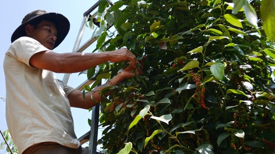 Coffee, pepper enterprises and farmers should connect well