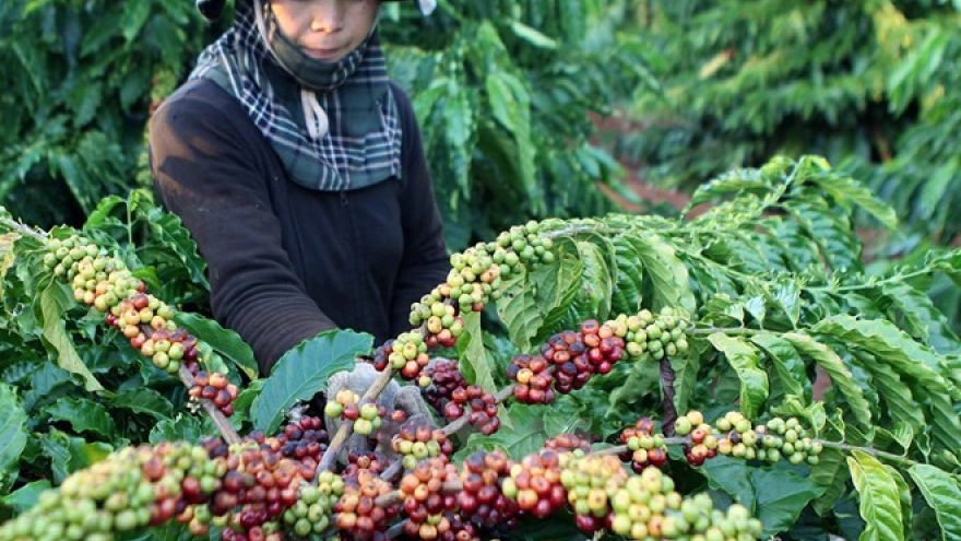 Coffee exports earn Vietnam US$1.3 million in first 4 months