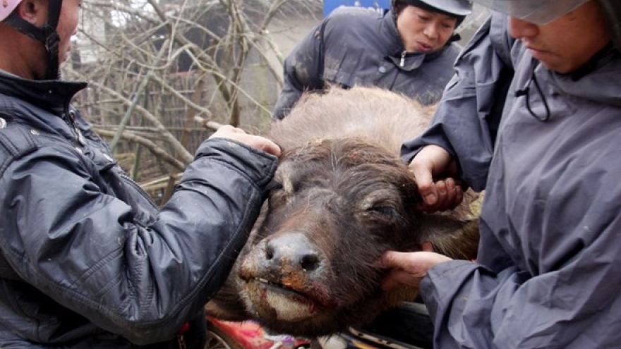 Cold snap kills over 2,160 head of cattle