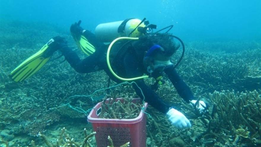 Con Dao conservationists take steps to save coral