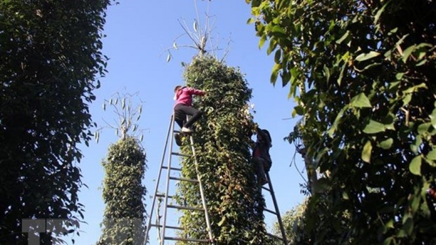 Cooperative ships over 500 tonnes of organic peppercorns to Europe