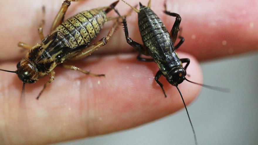 Cricket breeding goes hopping in Hanoi
