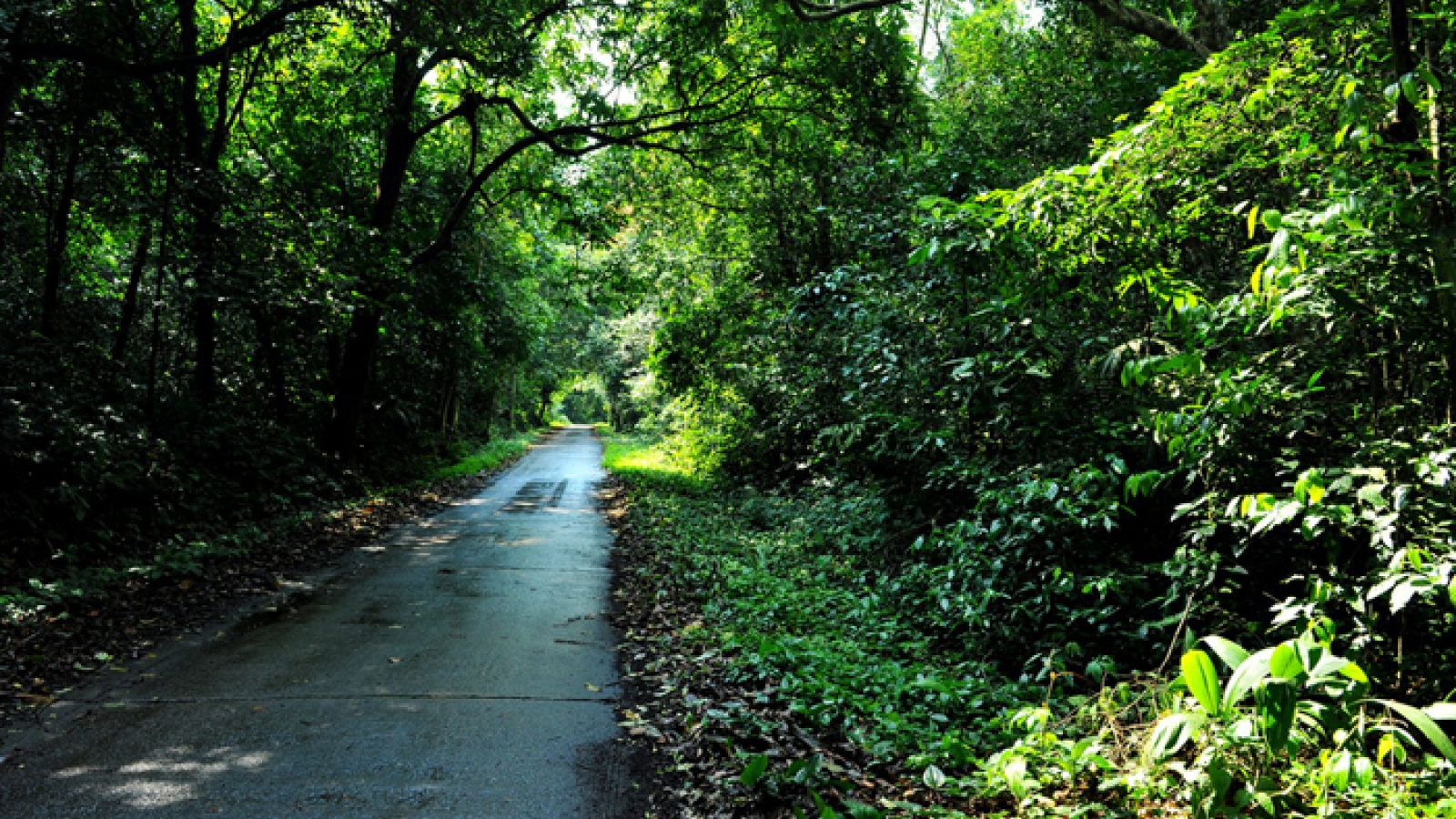 Summertime relaxation at Cuc Phuong National Park