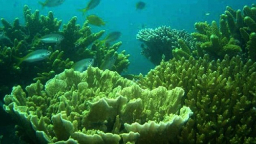 200ha of bleached Con Dao corals recover naturally