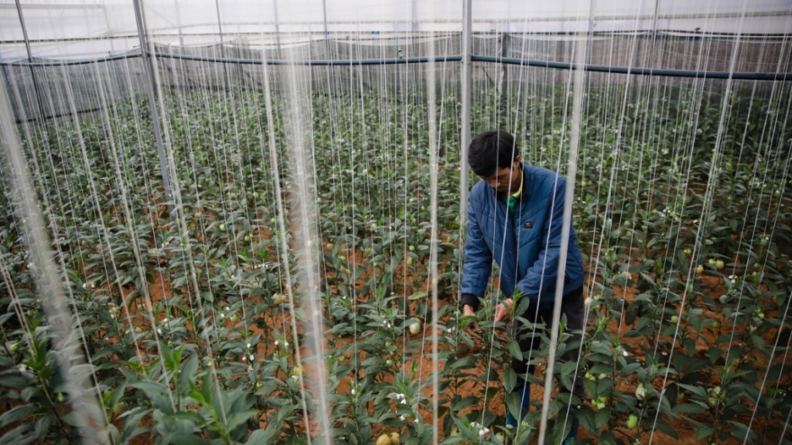 Farm of tiny watermelon in Da Lat