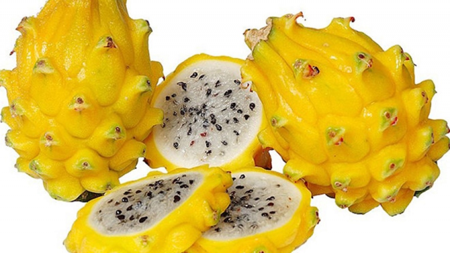 Yellow dragon fruit much sought after