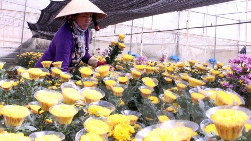 Da Lat to open flower trading centre
