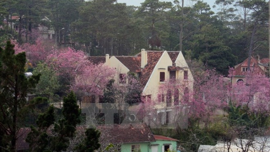 Da Lat cherry blossom festival to return this month