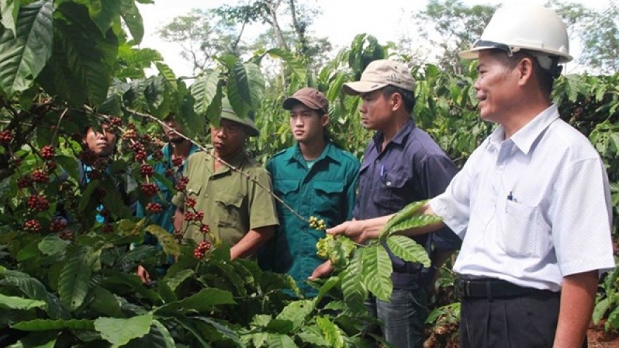 Dak Lak to reduce coffee-growing area