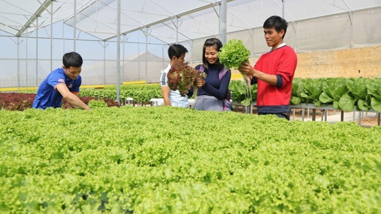 Dutch Day in Lam Dong starts with seminar on sustainable agriculture