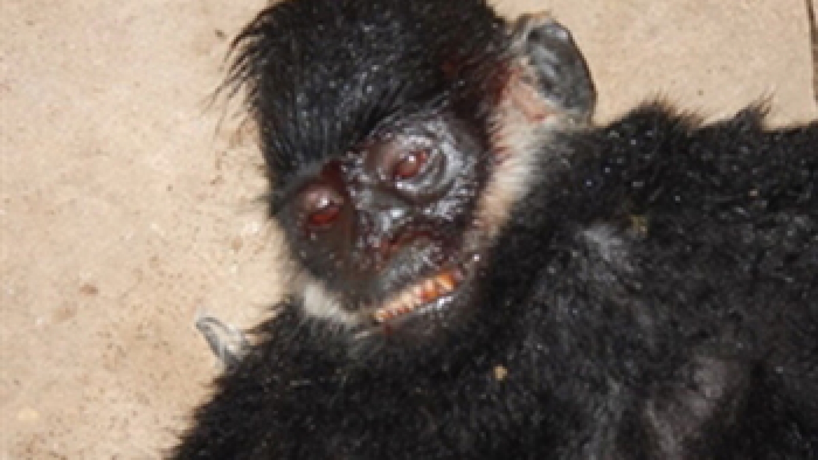 Legal proceedings commence for endangered animal violation