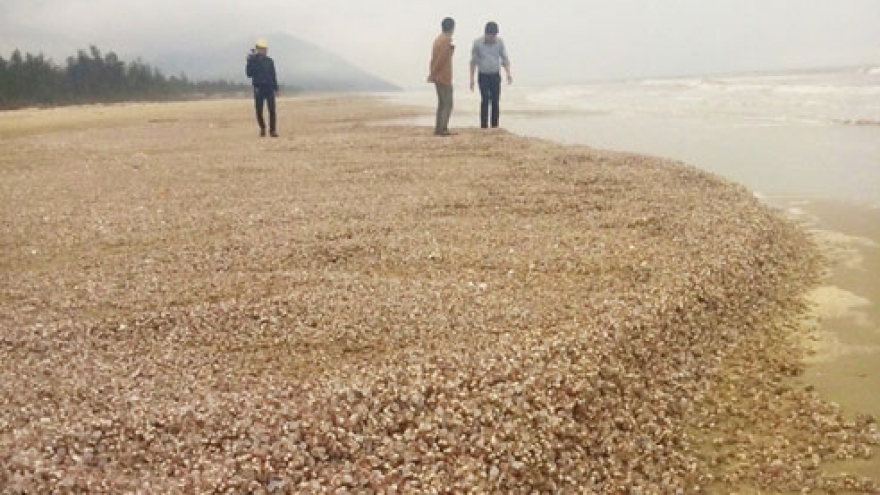 Mass die-off scallops, clams, wash up on Ha Tinh beaches