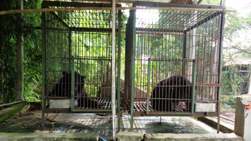 Two more Tibetan bears sent to rescue centre