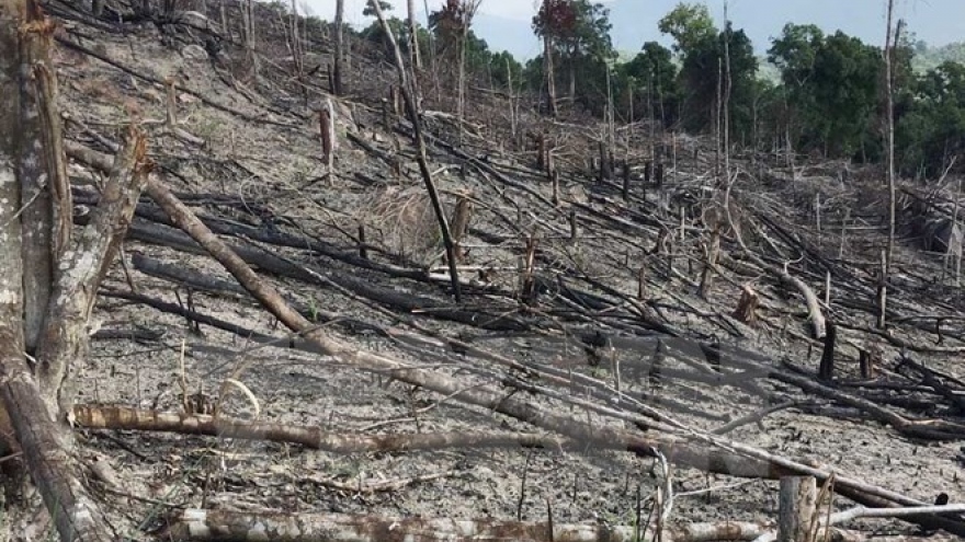 Deforestation ongoing in Binh Dinh province