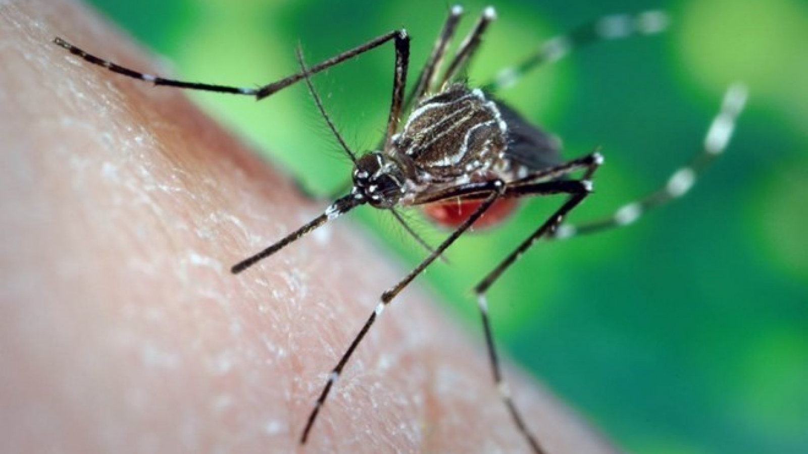 Dengue fever cases surge in HCM City