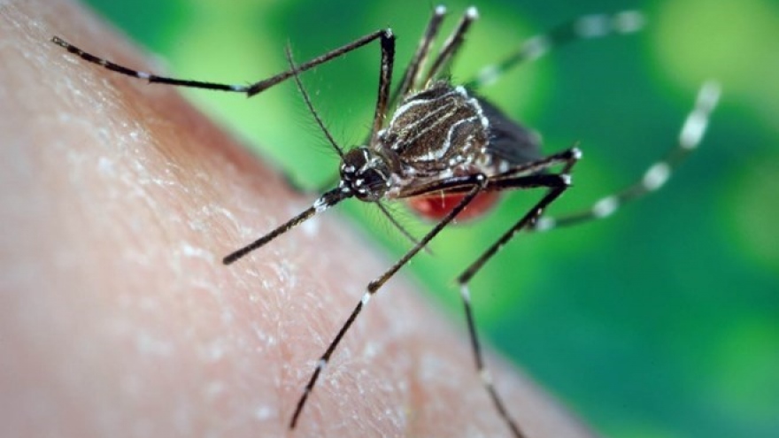 Dengue fever cases surge in HCM City